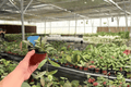 Hoya Sigillatis Splash Live Plants - 2 in 4-Inch Pots