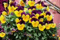 Penny Orange Jump-Up Viola Live Plant (Viola cornuta) - 4-Inch Pot