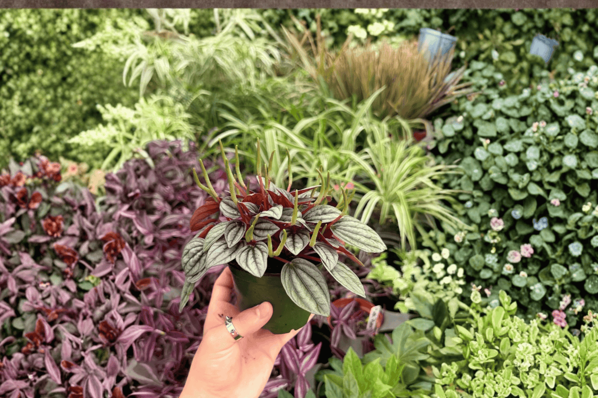 Peperomia Santorini - 2 Exact Plants (Specific 4" Pot) | Live Starter Plants