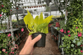 Champs Élysées Pothos (Epipremnum aureum 'Champs Élysées') - 2 Live Plants in 4-Inch Pots, Fully Established Roots