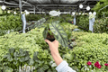 Alocasia Dragon Scale 2 Live Plants in 4-Inch Pots | Alocasia baginda 'Dragon Scale'