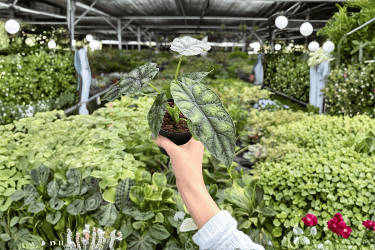 Alocasia Dragon Scale 2 Live Plants in 4-Inch Pots | Alocasia baginda 'Dragon Scale'
