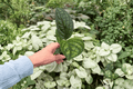 Variegated Monstera Peru 2 Starter Plants | Live Plug Cuttings