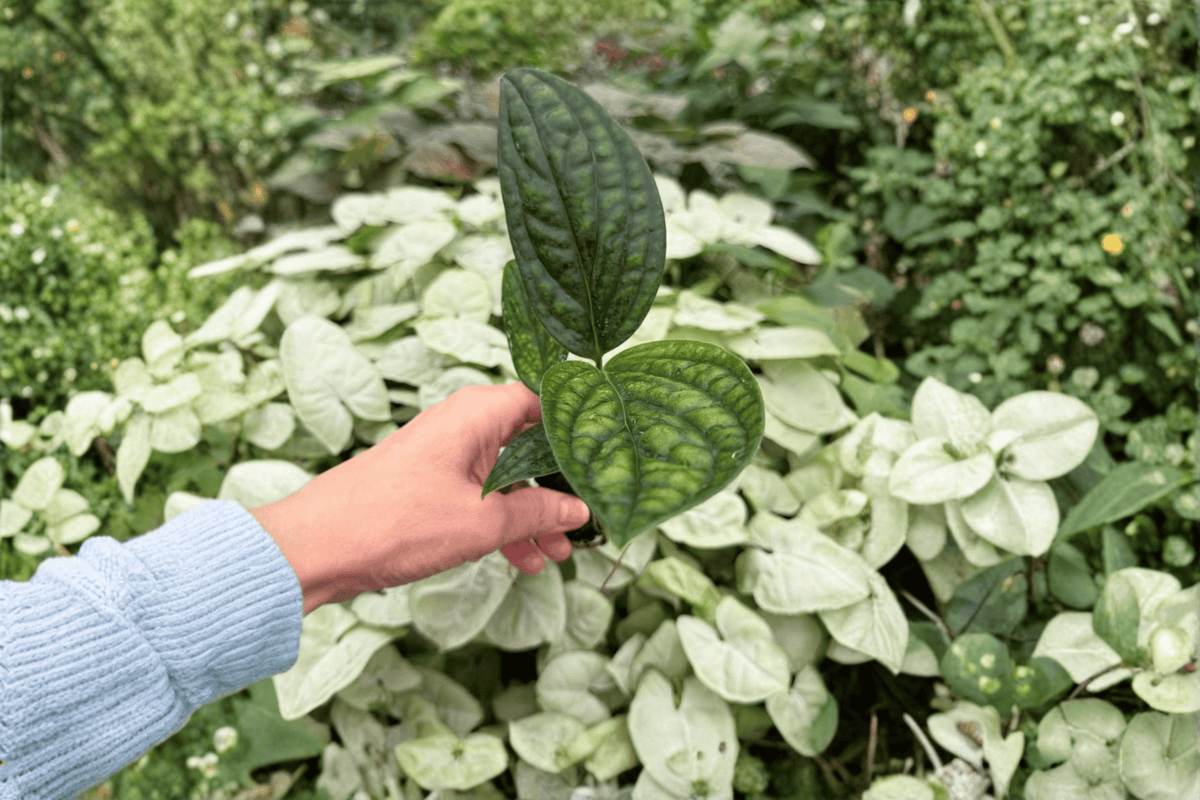 Variegated Monstera Peru 2 Starter Plants | Live Plug Cuttings