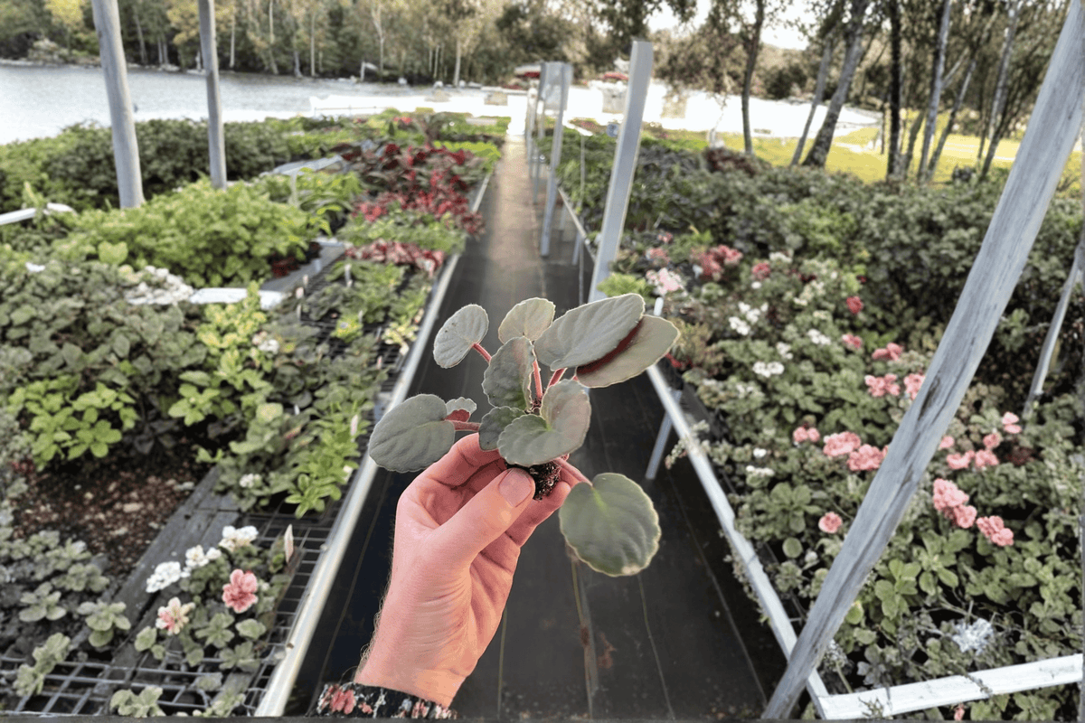 Buckeye Country Gal African Violet Starter Plants (Streptocarpus ionanthus) - 2 Live Plants
