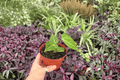 Anthurium Venom × Xone - 2 Bare Root Live Plants in 4-Inch Pots (Exact Plants)