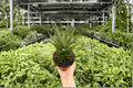 Sansevieria Francisii / Dracaena francisii - 2 Live 4-Inch Potted Plants