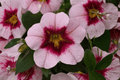 Calibrachoa MiniFamous Uno Pink Strike Million Bells - 4-Inch Pot (1 Live Plant)