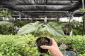 Alocasia Corazon - 2 Exact Live Plants in 4-Inch Pots