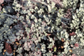 Blue Haze New Zealand Burr Acaena saccaticupula ‘Blue Haze’ - 4-Inch Pot