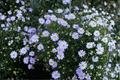 Surdaisy Mauve Swan River Daisy - 1 Live Plant in 4-Inch Pot (Brachyscome 'Mauve')