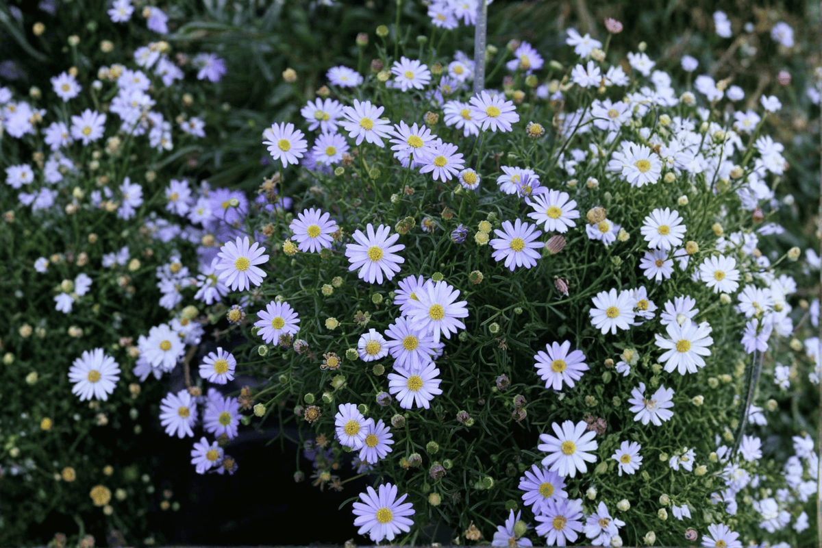 Surdaisy Mauve Swan River Daisy - 1 Live Plant in 4-Inch Pot (Brachyscome 'Mauve')