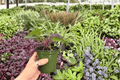 Anthurium Papi x Blue Papi Live Plants | 4-Inch Pots (2-Pack)