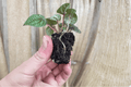 Peperomia Burbella Starter Plants (2) - Bare Root