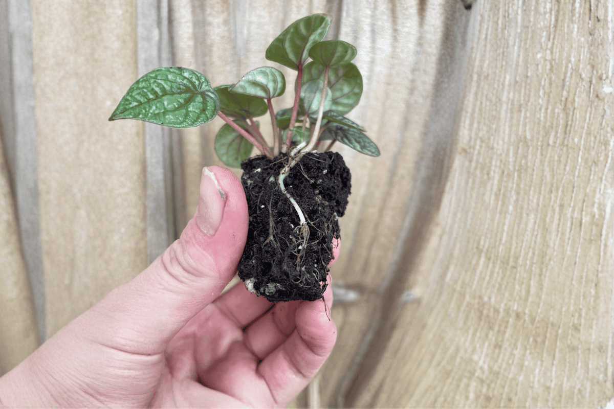 Peperomia Burbella Starter Plants (2) - Bare Root
