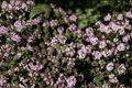 Doone Valley Thyme (Thymus Doone Valley) - 4-Inch Live Plant