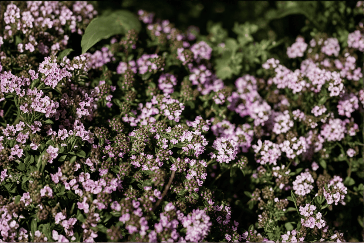 Doone Valley Thyme (Thymus Doone Valley) - 4-Inch Live Plant
