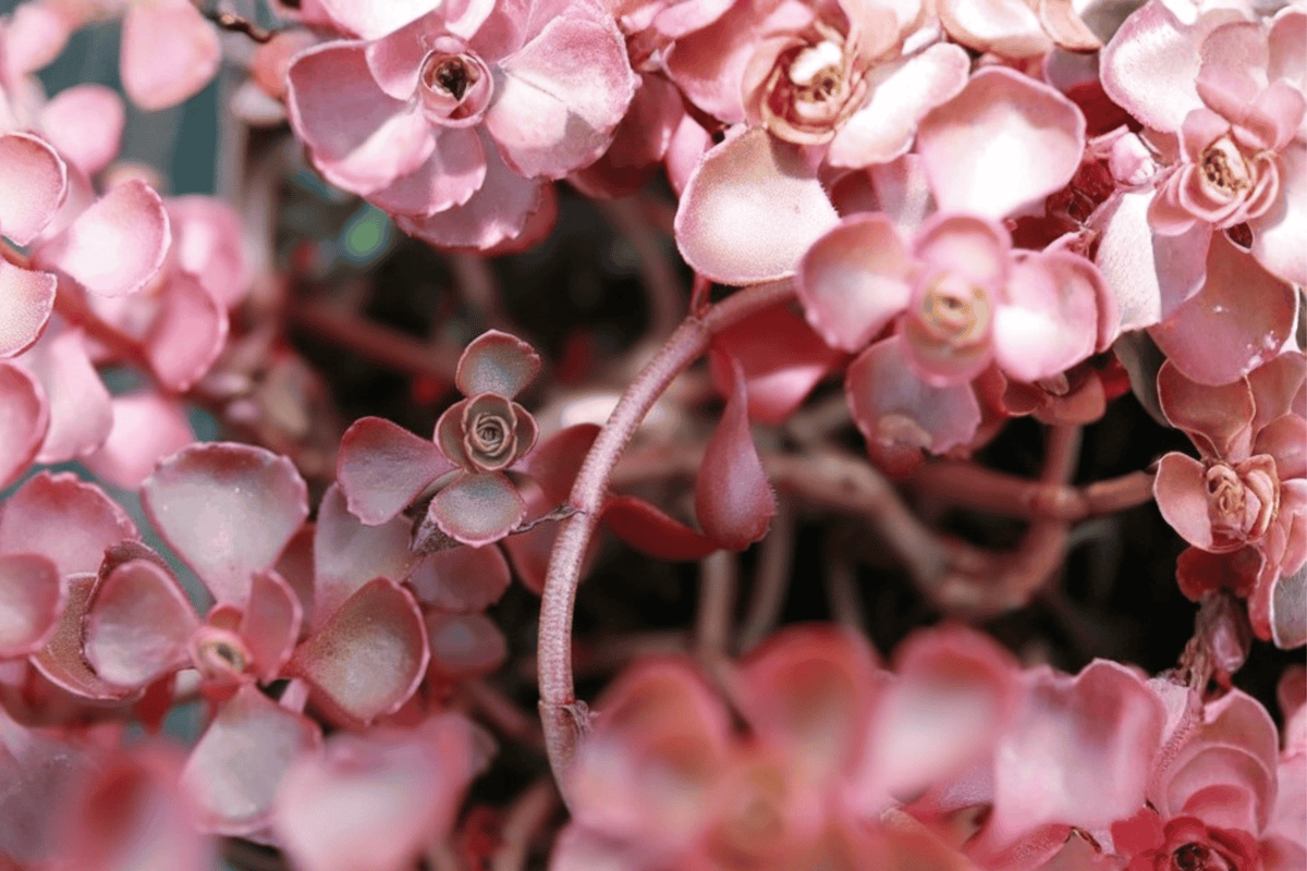 Voodoo Stonecrop Phedimus spurius 'Voodoo' — 4-Inch Pot Live Plant