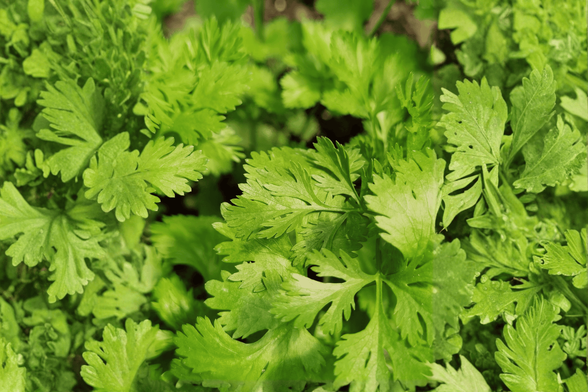 Calypso Cilantro 1 Live Plant in 4-Inch Pot - Coriandrum sativum 'Calypso'