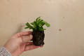 Green Flame Fern Starter Plants (2) Microsorum punctatum ‘Green Flame’ - 2-Inch Pots