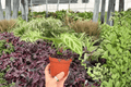 Anthurium Silver × Ferrari Hybrid - 2 Live 4-Inch Pots (Shipped Potted)