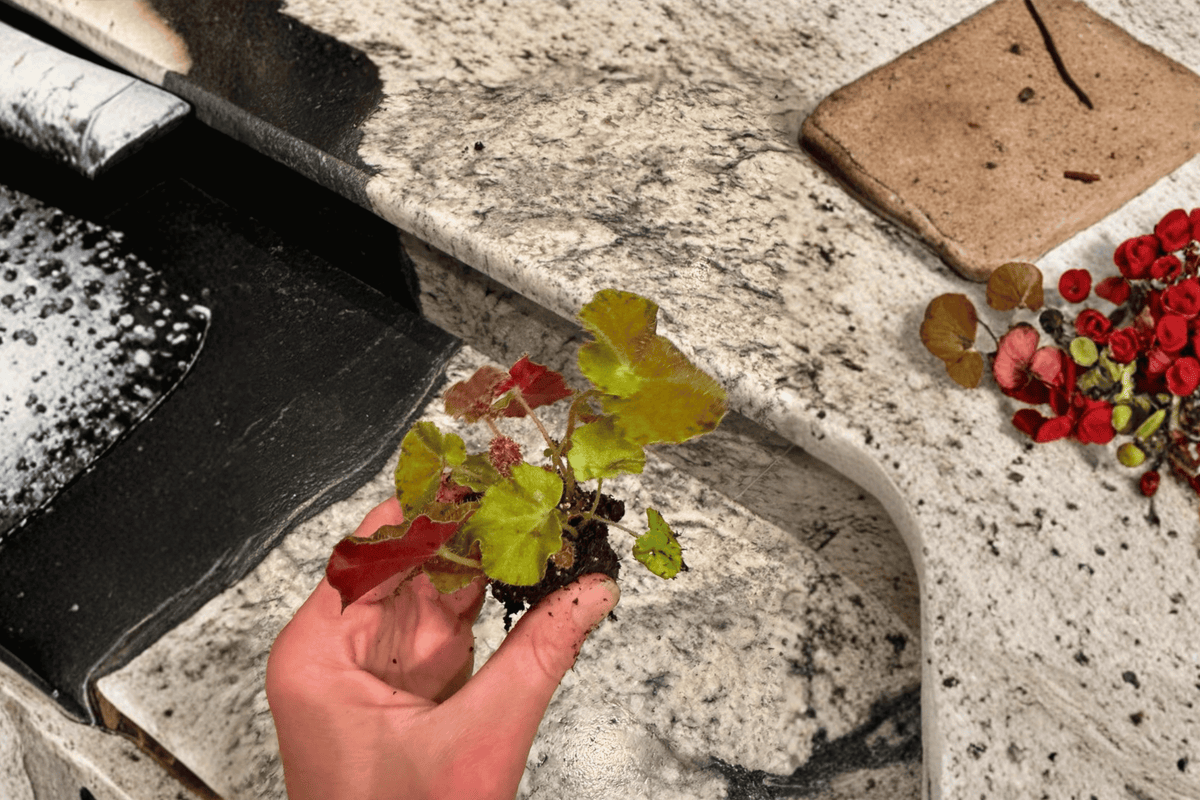 Peter Piper Begonia Starter Plants – 2-Pack in 2-Inch Pots