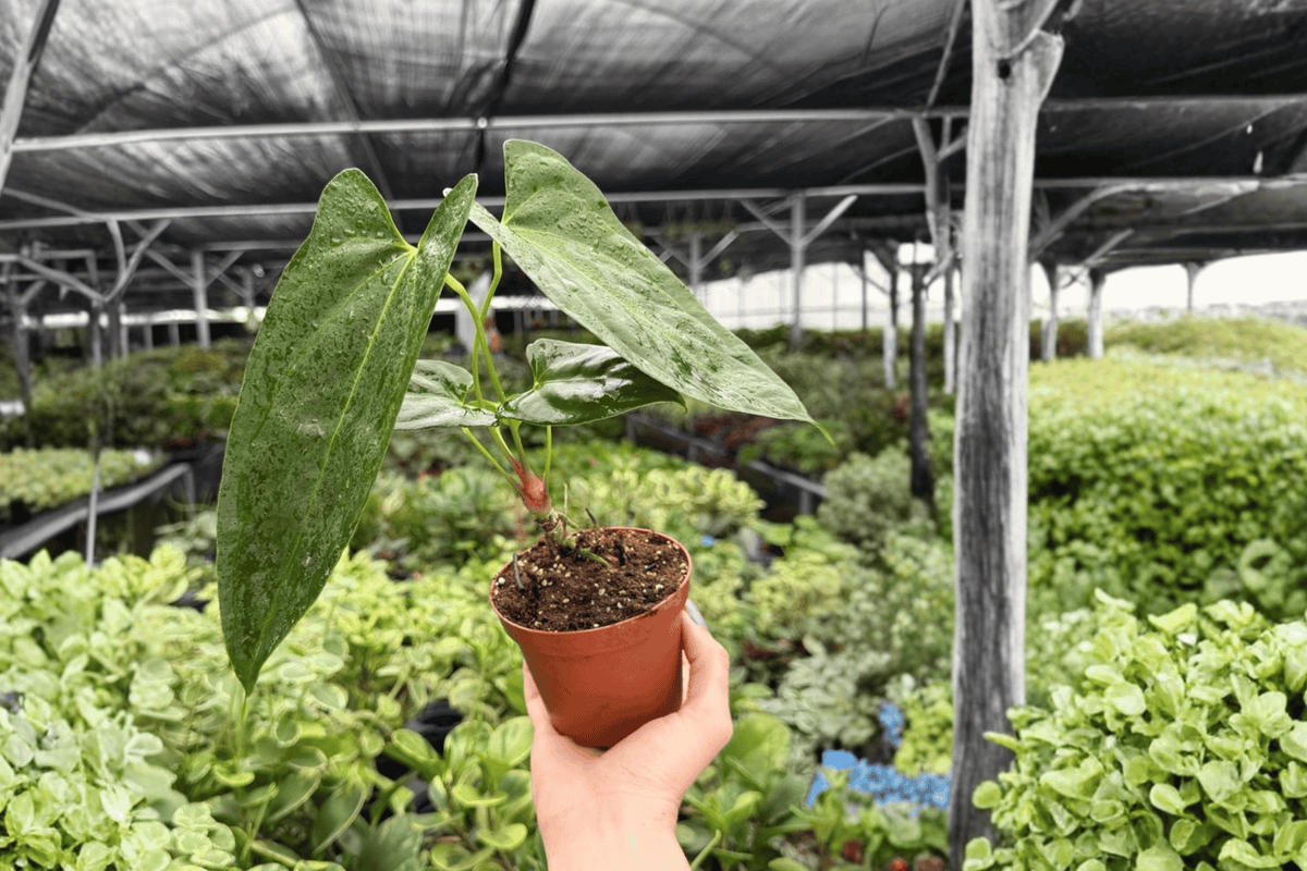 Anthurium Hoffmannii x Red Gunsal – 2 Exact Live Plants in 4-Inch Pots