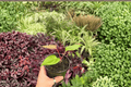 Anthurium Subsignatum x Regale Hybrid Live Plants — 2 in 4