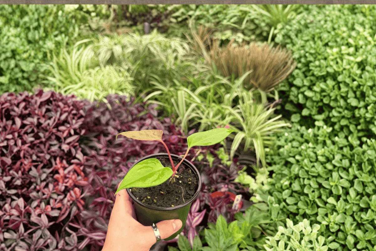 Anthurium Subsignatum x Regale Hybrid Live Plants — 2 in 4
