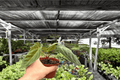 Anthurium Dark Phoenix x Besseae Live Plants - 4-Inch Pots (2 Exact Plants)