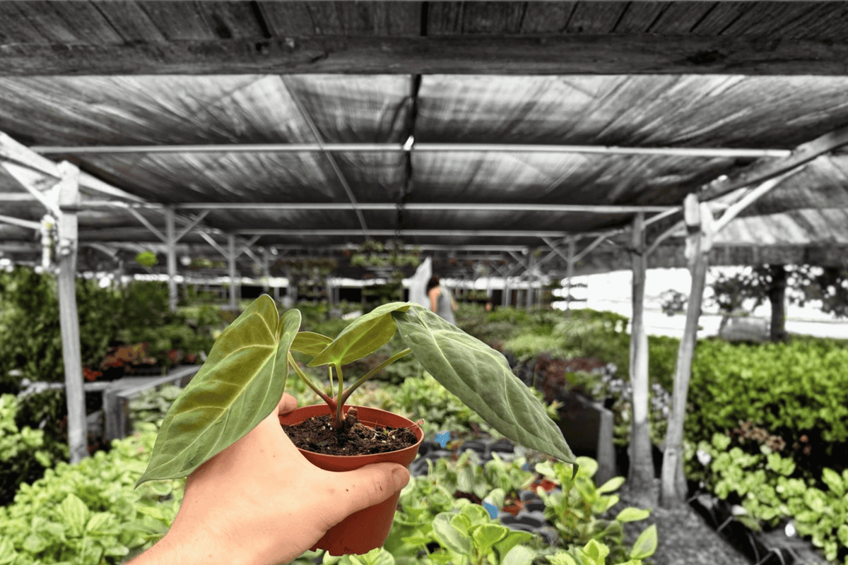 Anthurium Dark Phoenix x Besseae Live Plants - 4-Inch Pots (2 Exact Plants)