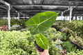 Alocasia Frydek (Alocasia micholitziana ‘Frydek’) - 2 Live Plants in 4-Inch Pots