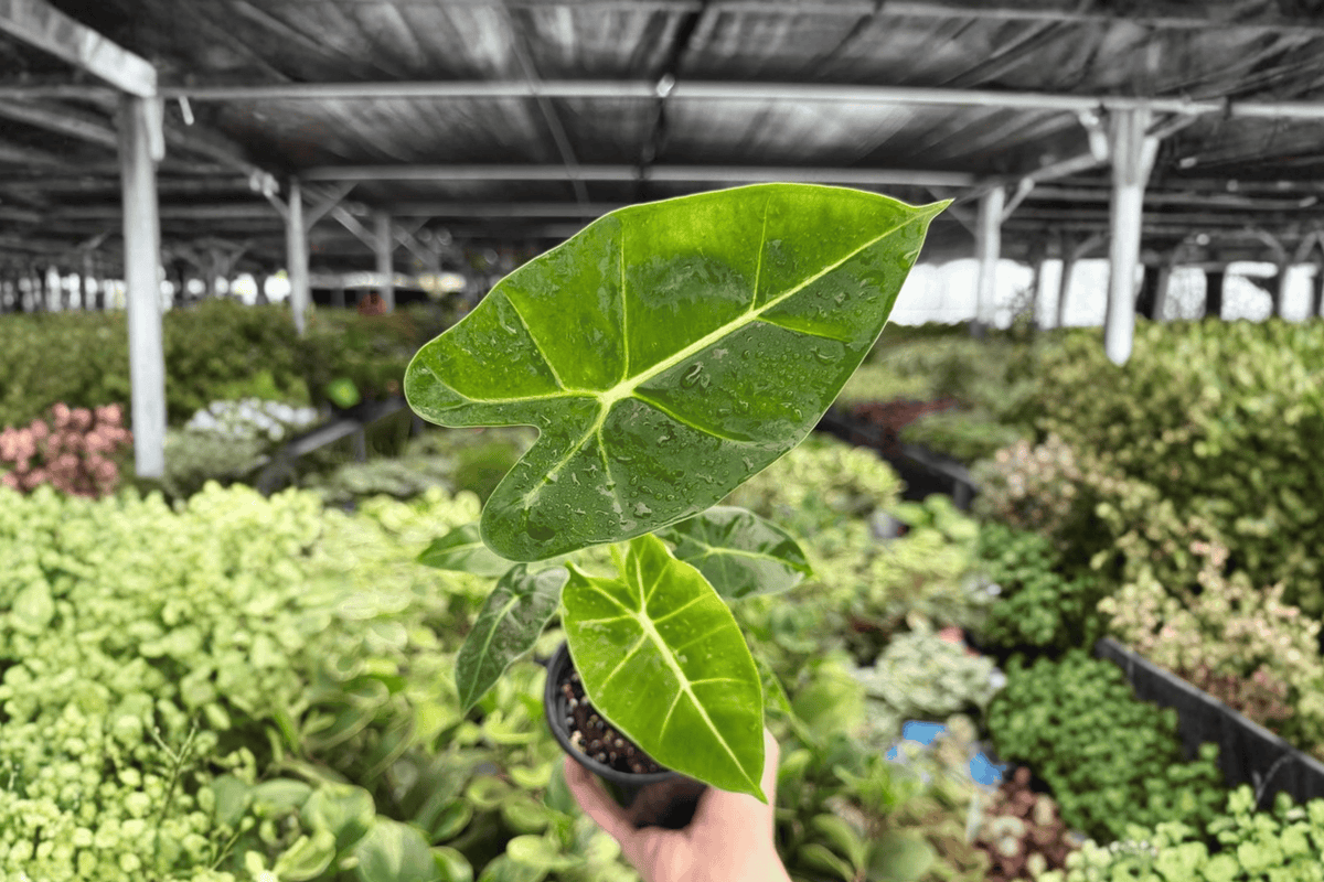 Alocasia Frydek (Alocasia micholitziana ‘Frydek’) - 2 Live Plants in 4-Inch Pots