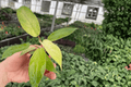 Philodendron Snowdrift Starter Plants – 2 Bare-Root Snowdrift Philodendron Cuttings