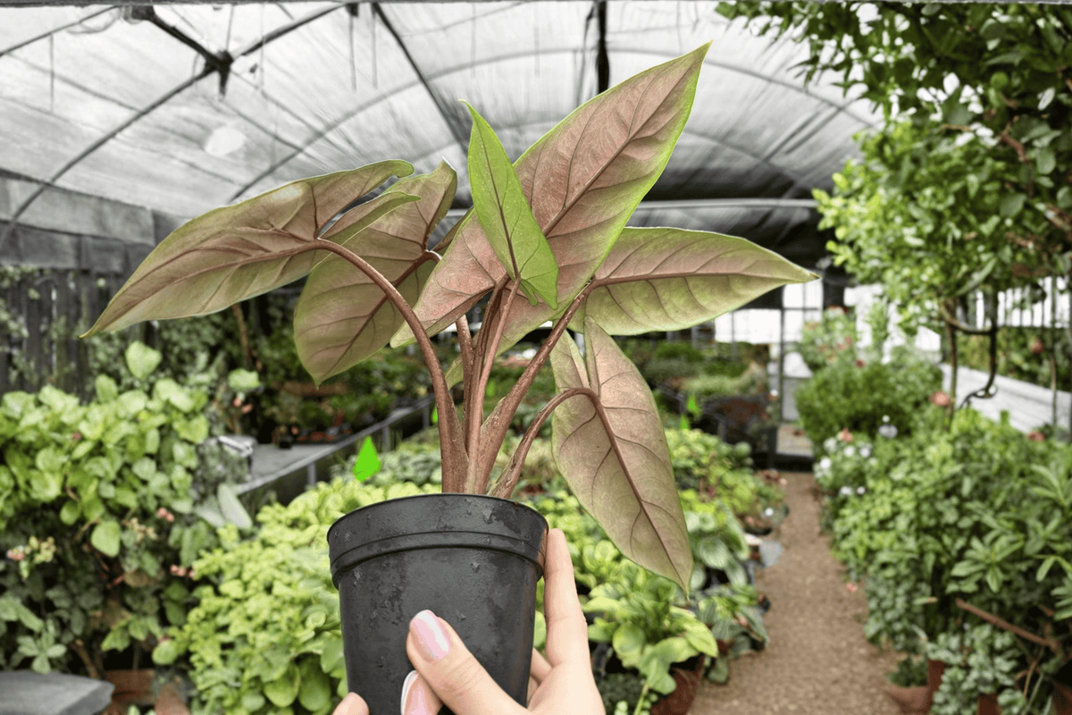 Alocasia scalprum Live Plants - 2x 4-Inch Pots (Exact Plants)