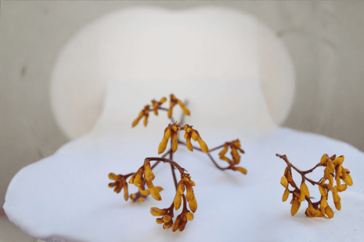 Bush Blitz Kangaroo Paw Anigozanthos 'Bush Blitz' - 1 Gallon Live Plant