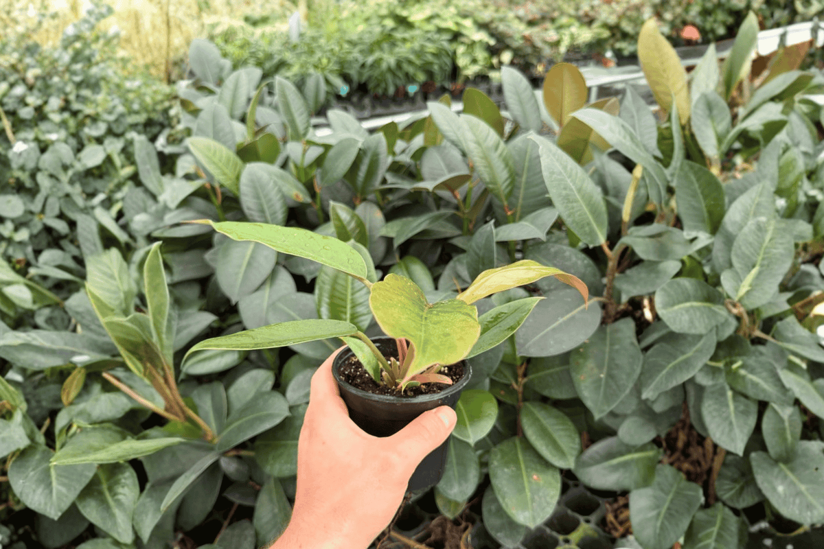 Philodendron Pluto “Choco Empress” — 2 Live Plants in 4-Inch Pots (Exact Plants)