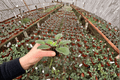 Ma’s Soirée African Violet Starter Plants (Streptocarpus ionanthus 'Ma’s Soirée') — 2 Live Starter Plants