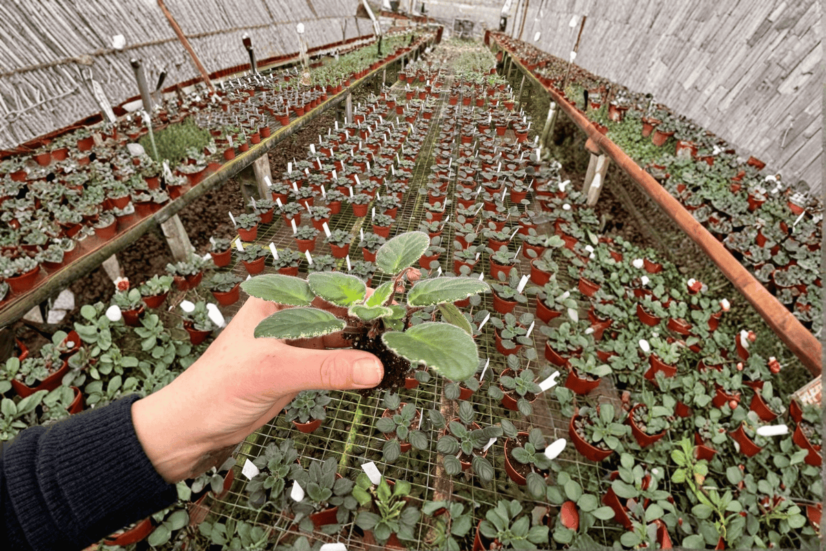 Ma’s Soirée African Violet Starter Plants (Streptocarpus ionanthus 'Ma’s Soirée') — 2 Live Starter Plants