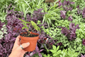 Anthurium Fort Sherman × Xone | 4-Inch Bare-Root Live Plants (2) - Exact Plants Pictured