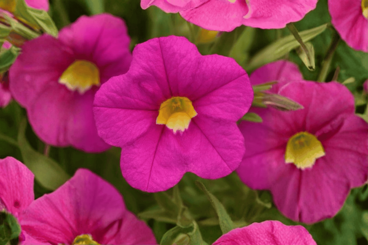 Calibrachoa MiniFamous Uno Pink Million Bells - 4-Inch Pot Live Plant