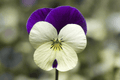 Penny White Jump-Up Horned Violet Live Plant (Viola cornuta) - 4-Inch Pot