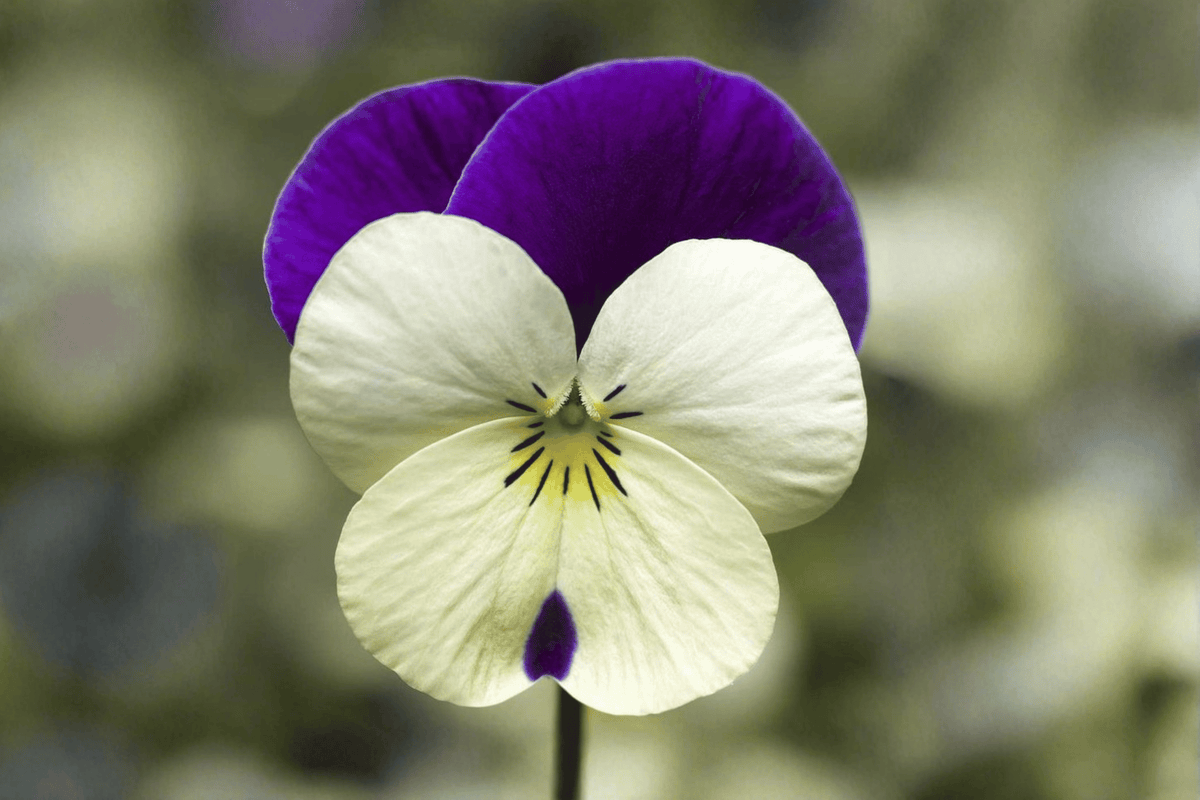 Penny White Jump-Up Horned Violet Live Plant (Viola cornuta) - 4-Inch Pot