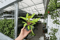 Philodendron Painted Lady - 2 Live Plants in 4-Inch Pots