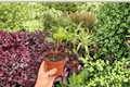 2 Exact Anthurium Xone × Subsignatum Live Plants - Bare Root