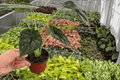 Alocasia Dragon Scale (Alocasia baginda) - 2 Live Plants in 4-Inch Pots