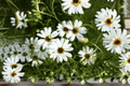 Surdaisy White Swan River Daisy (Brachyscome Hybrid) 4-Inch Pot – Live Plant