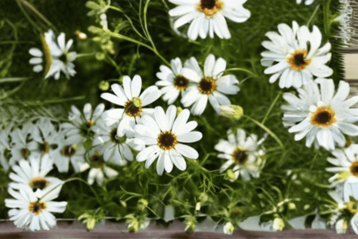 Surdaisy White Swan River Daisy (Brachyscome Hybrid) 4-Inch Pot – Live Plant
