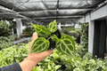 Anthurium MBR x HU x Red - 2 Live Plants in 4-Inch Pots