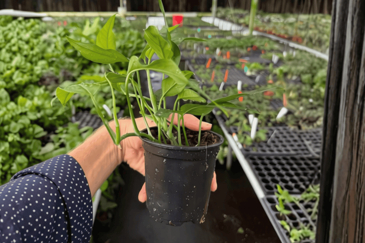 Baltic Blue Pothos Epipremnum pinnatum 'Baltic Blue' – 2 Live Plants in 4-Inch Pots (Fully Established Roots)